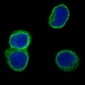 3 - Anti-CD3D Rabbit Monoclonal Antibody ABO13487