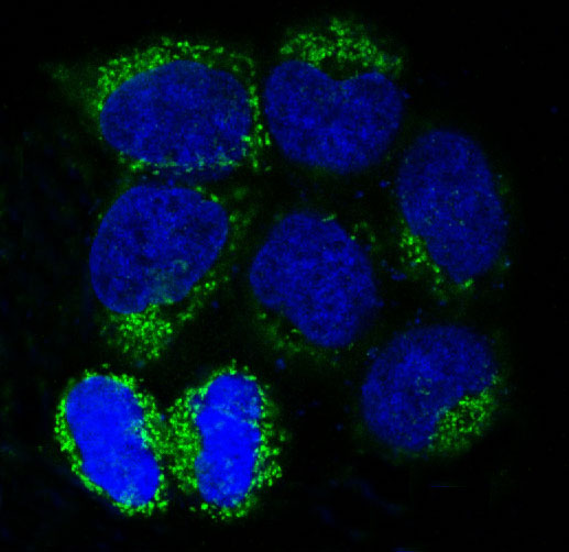 3 - Anti-LC3B MAP1LC3B Rabbit Monoclonal Antibody ABO13488