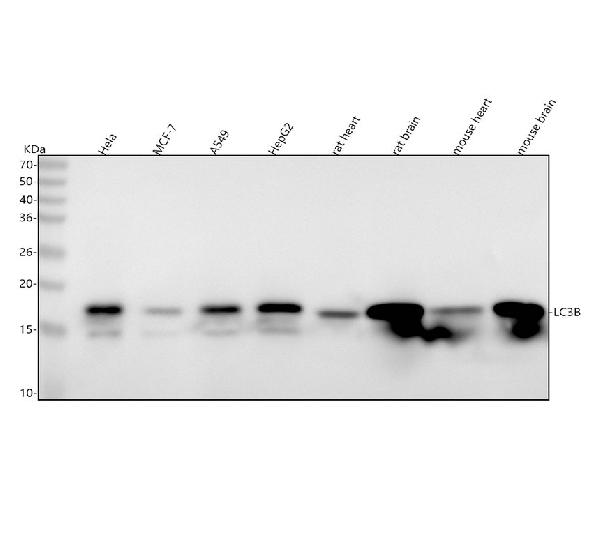 1 - Anti-LC3B MAP1LC3B Rabbit Monoclonal Antibody ABO13488