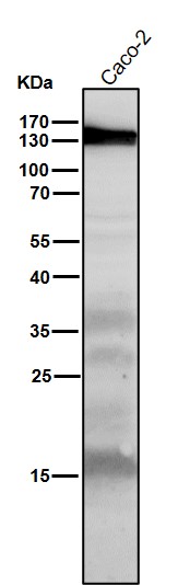 1 - Anti-iNOS NOS2 Rabbit Monoclonal Antibody ABO13489