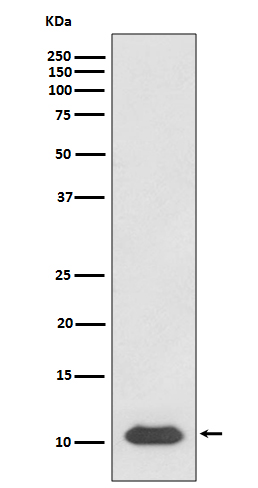 1 - Anti-SDF1 CXCL12 Rabbit Monoclonal Antibody ABO13490