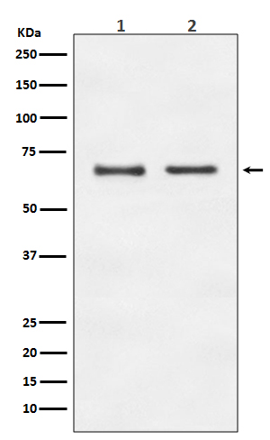 1 - Anti-E2F1 Rabbit Monoclonal Antibody ABO13491