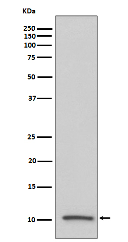 1 - Anti-IGF2/IGF II Rabbit Monoclonal Antibody ABO13492