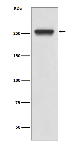 1 - Anti-FASN/Fatty Acid Synthase Rabbit Monoclonal Antibody ABO13495