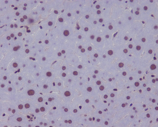 2 - Anti-KLF4/Gklf Rabbit Monoclonal Antibody ABO13501