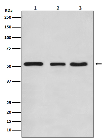 1 - Anti-KLF4/Gklf Rabbit Monoclonal Antibody ABO13501