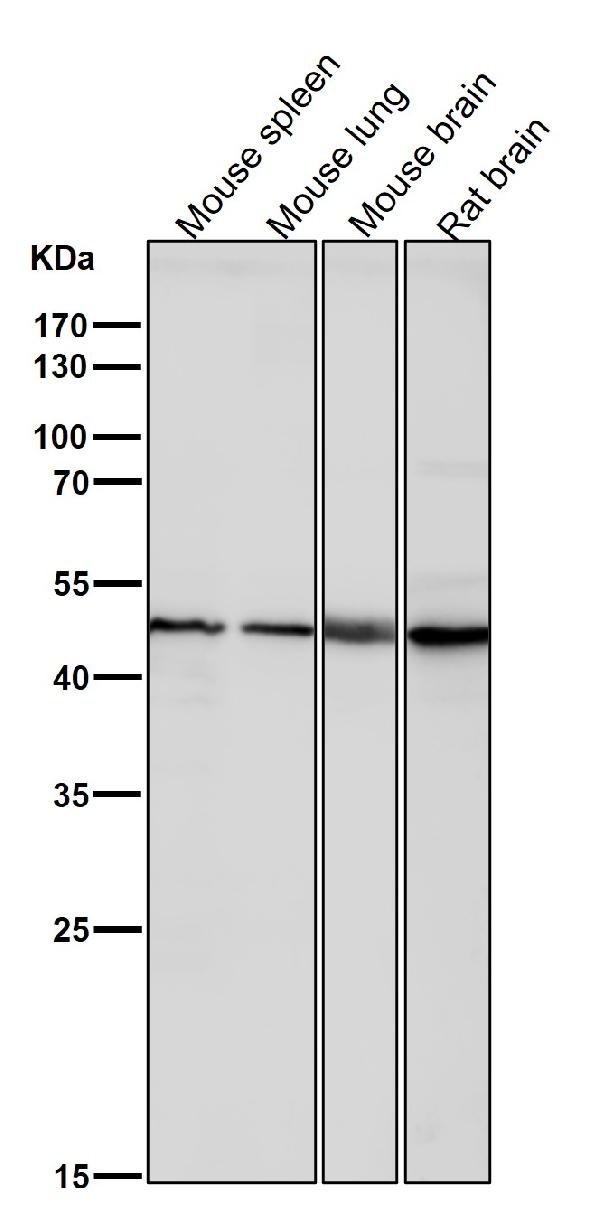 1 - Anti-KLF4/Gklf Rabbit Monoclonal Antibody ABO13501