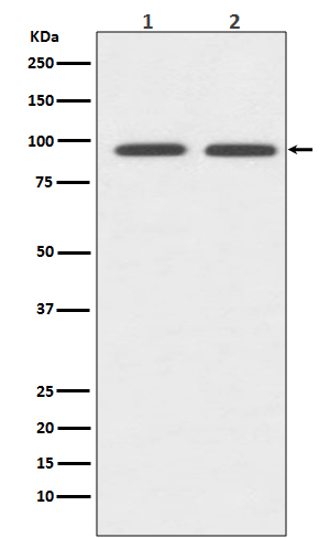 1 - Anti-CD19 Rabbit Monoclonal Antibody ABO13504