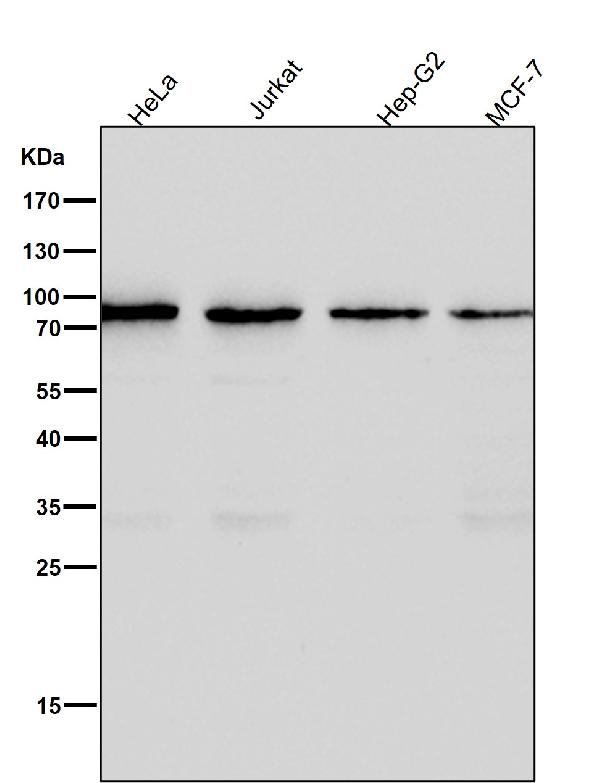 1 - Anti-CD19 Rabbit Monoclonal Antibody ABO13504