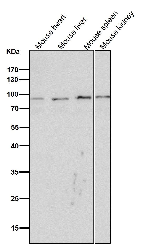 1 - Anti-CD19 Rabbit Monoclonal Antibody ABO13504