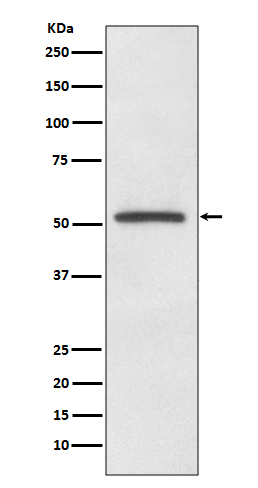 1 - Anti-MiTF Rabbit Monoclonal Antibody ABO13506