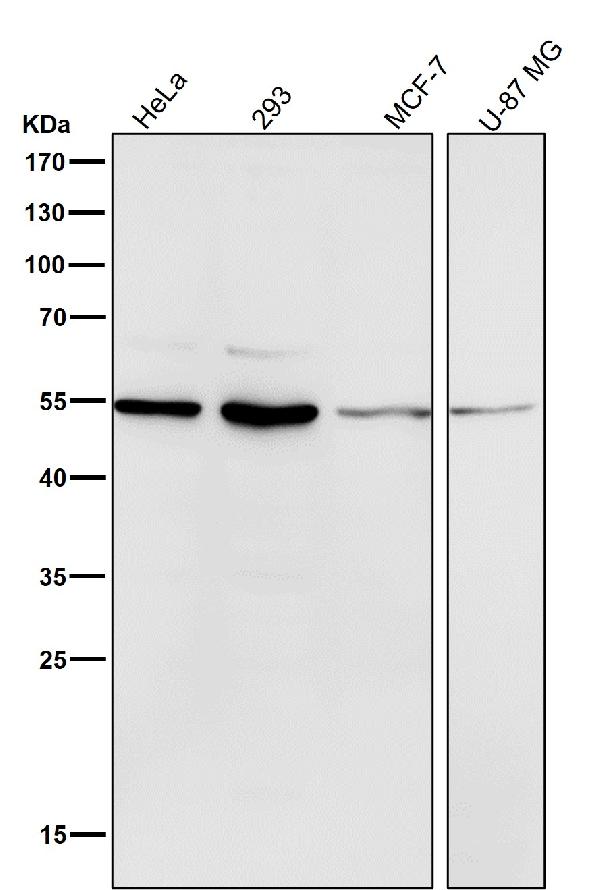 1 - Anti-MiTF Rabbit Monoclonal Antibody ABO13506