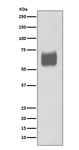 1 - Anti-CD80/B7 1 Rabbit Monoclonal Antibody ABO13507