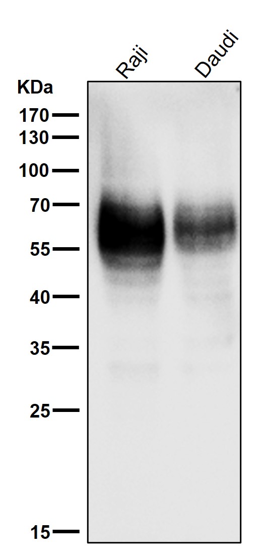 1 - Anti-CD80/B7 1 Rabbit Monoclonal Antibody ABO13507
