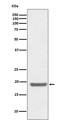 1 - Anti-SOD1/Cu Zn Sod Rabbit Monoclonal Antibody ABO13508