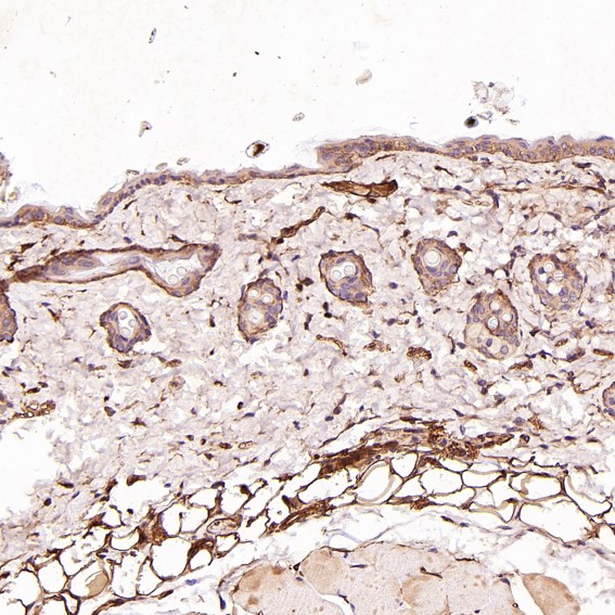 2 - Anti-CD19 Rabbit Monoclonal Antibody ABO13509