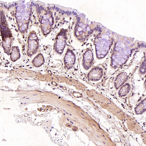 2 - Anti-CD19 Rabbit Monoclonal Antibody ABO13509