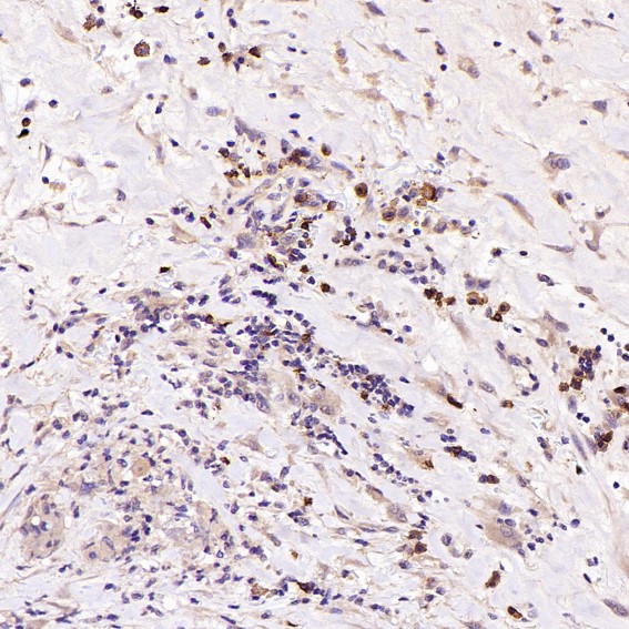 2 - Anti-CD19 Rabbit Monoclonal Antibody ABO13509