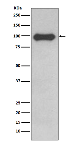 1 - Anti-CD19 Rabbit Monoclonal Antibody ABO13509