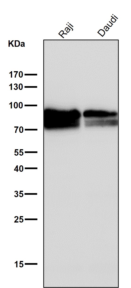 1 - Anti-CD19 Rabbit Monoclonal Antibody ABO13509