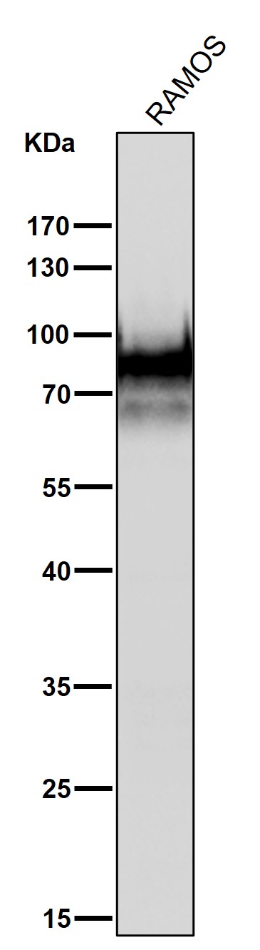 1 - Anti-CD19 Rabbit Monoclonal Antibody ABO13509