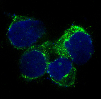 3 - Anti-THY1/Cd90 Rabbit Monoclonal Antibody ABO13510