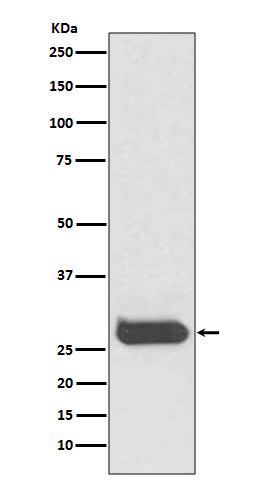 1 - Anti-THY1/Cd90 Rabbit Monoclonal Antibody ABO13510