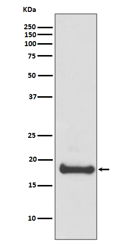 1 - Anti-ARF6 Rabbit Monoclonal Antibody ABO13511