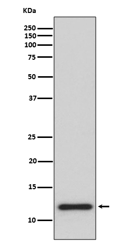 1 - Anti-TRX1 TXN Rabbit Monoclonal Antibody ABO13512