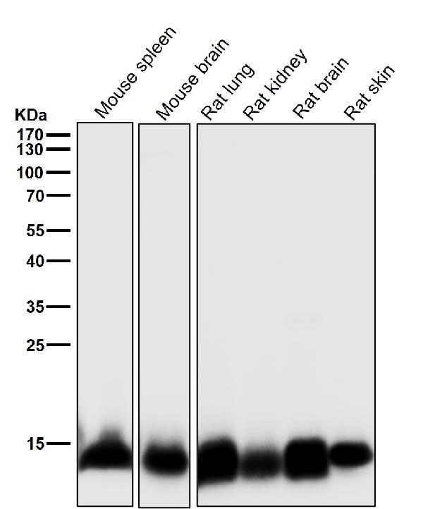 1 - Anti-TRX1 TXN Rabbit Monoclonal Antibody ABO13512