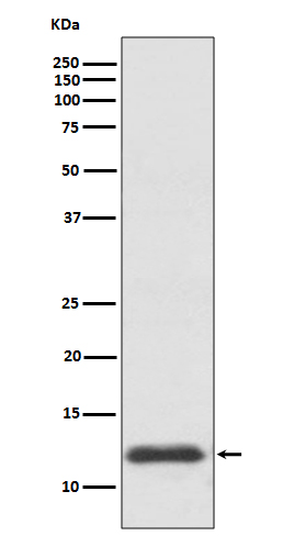 1 - Anti-TRX1 TXN Rabbit Monoclonal Antibody ABO13513