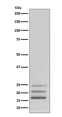 1 - Anti-FGF2/Fgf Basic Rabbit Monoclonal Antibody ABO13516