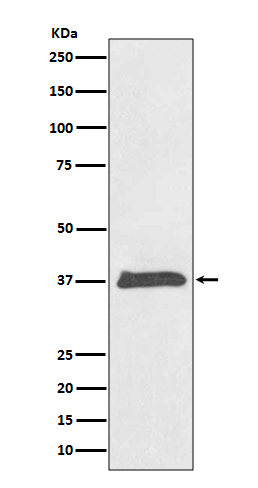 1 - Anti-BMP2 Rabbit Monoclonal Antibody ABO13517