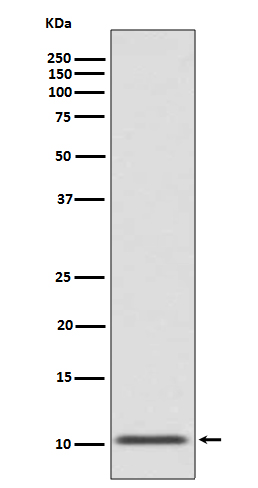 1 - Anti-GLP1/GCG Rabbit Monoclonal Antibody ABO13518