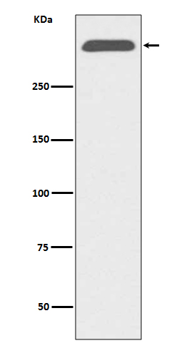 1 - Anti-ApoB/Apolipoprotein B Rabbit Monoclonal Antibody ABO13521