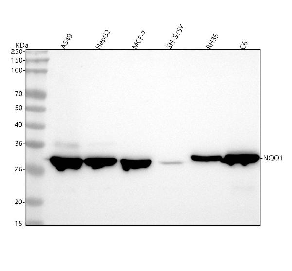 1 - Anti-NQO1/Dt Diaphorase Rabbit Monoclonal Antibody ABO13522