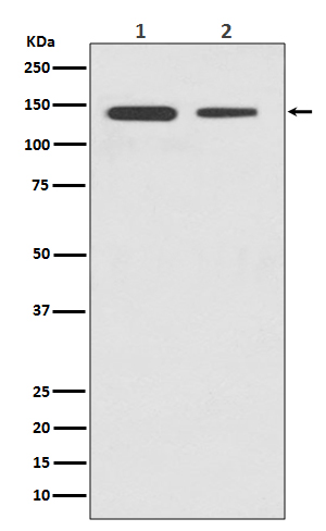 1 - Anti-CTCF Rabbit Monoclonal Antibody ABO13523