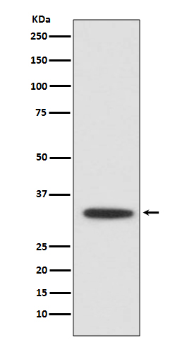 1 - Anti-XBP1 Rabbit Monoclonal Antibody ABO13524