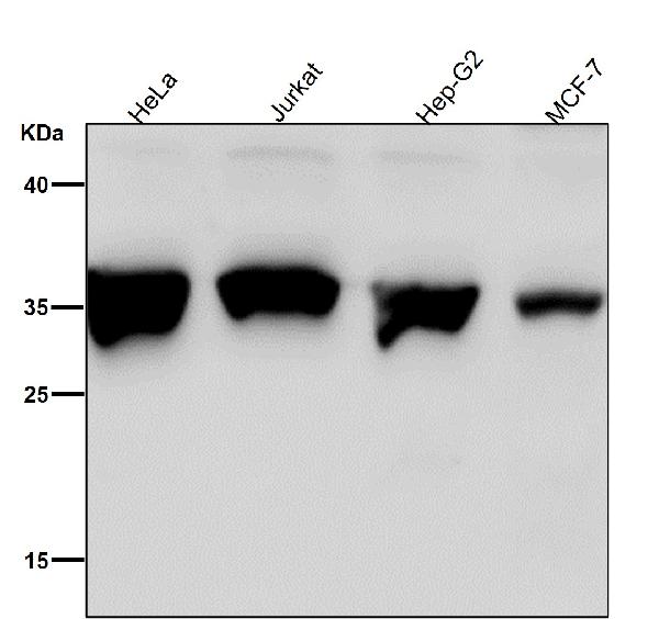1 - Anti-XBP1 Rabbit Monoclonal Antibody ABO13524
