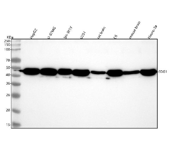 1 - Anti-EDG1 S1PR1 Rabbit Monoclonal Antibody ABO13525
