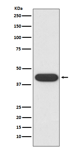 1 - Anti-CD32 FCGR2A Rabbit Monoclonal Antibody ABO13526