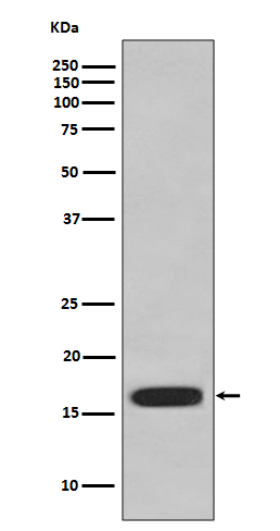 1 - Anti-CD59 Rabbit Monoclonal Antibody ABO13527