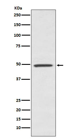 1 - Anti-BMP7 Rabbit Monoclonal Antibody ABO13528