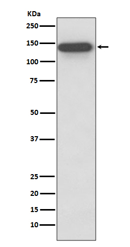 1 - Anti-SMC3 Rabbit Monoclonal Antibody ABO13529