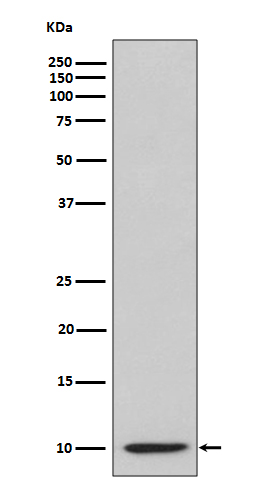 1 - Anti-IP10 CXCL10 Rabbit Monoclonal Antibody ABO13530