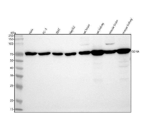1 - Anti-SDHA Rabbit Monoclonal Antibody ABO13531