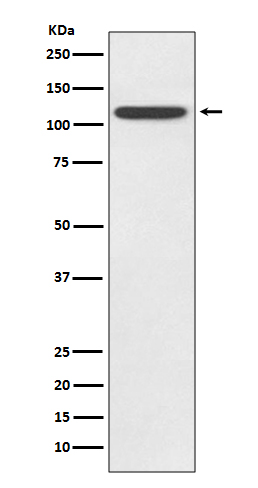 1 - Anti-TLR5 Rabbit Monoclonal Antibody ABO13532