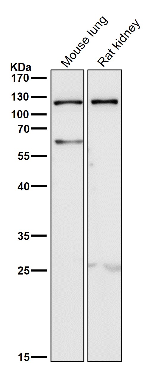 1 - Anti-TLR5 Rabbit Monoclonal Antibody ABO13532