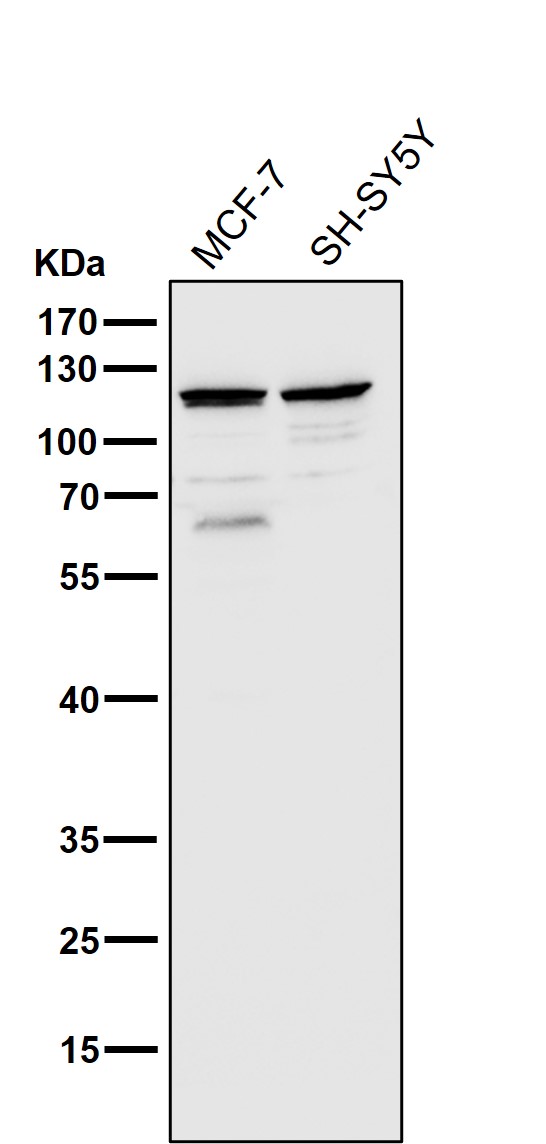 1 - Anti-TLR5 Rabbit Monoclonal Antibody ABO13532