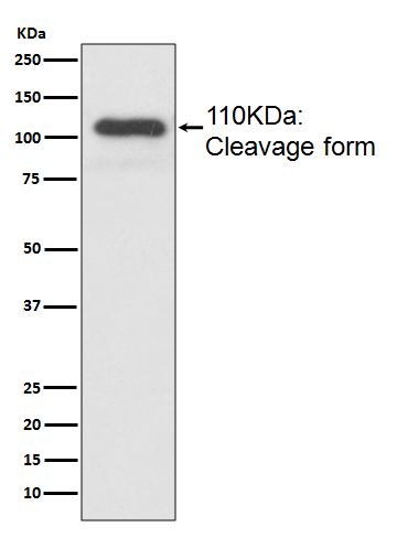 1 - Anti-MUC2 Rabbit Monoclonal Antibody ABO13534